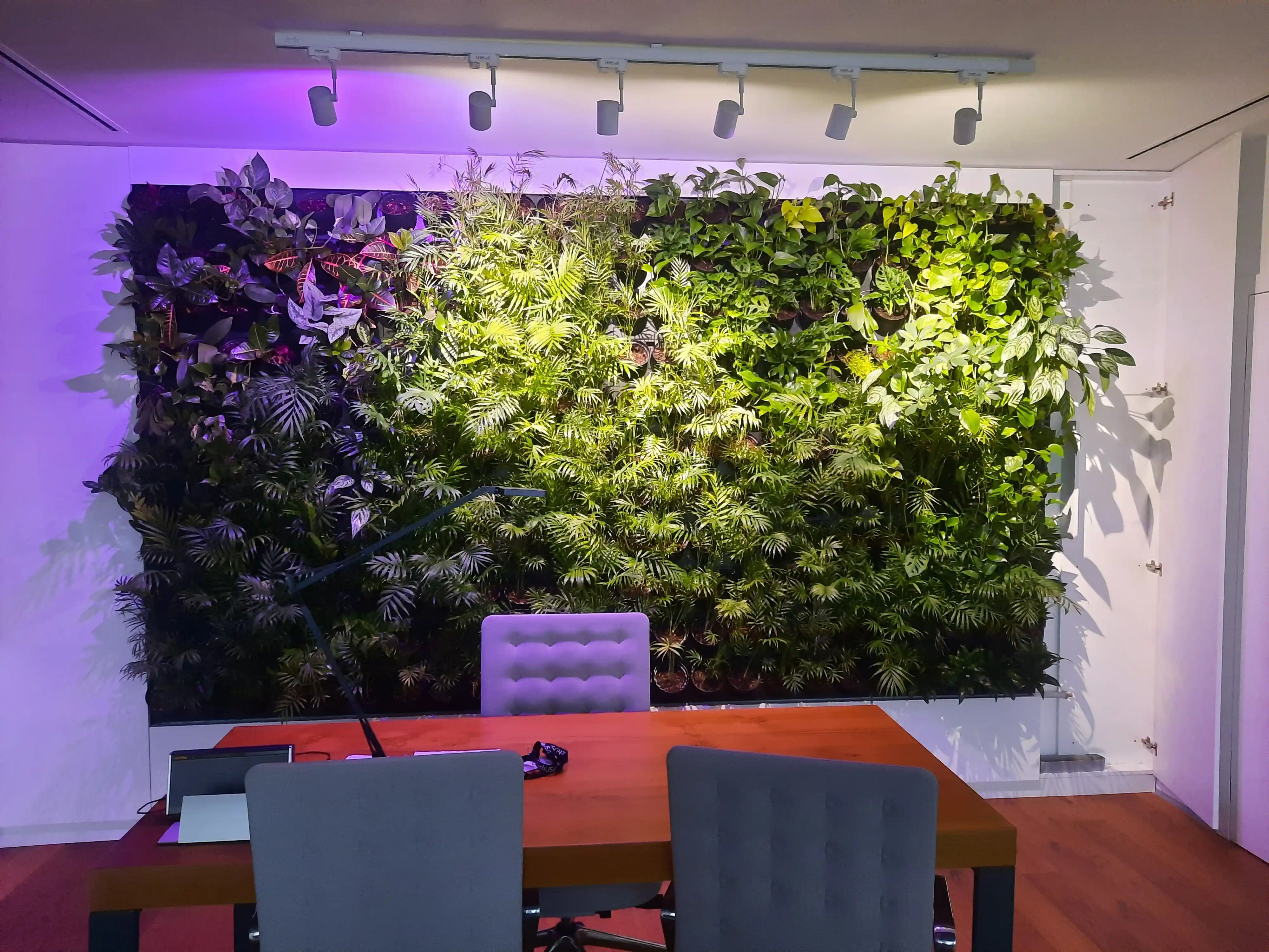 Élő növényfal modern irodában