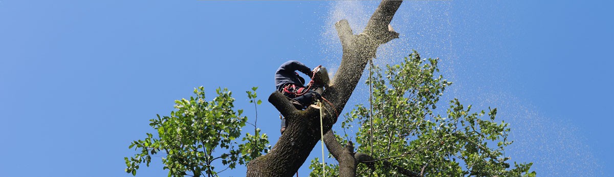 Hedge trimming California