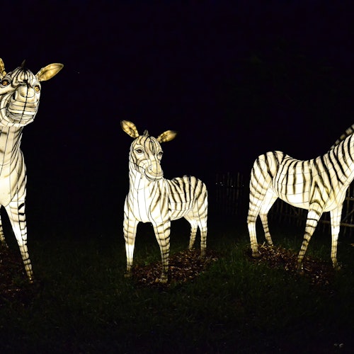 אורות גן החיות של מיאמי