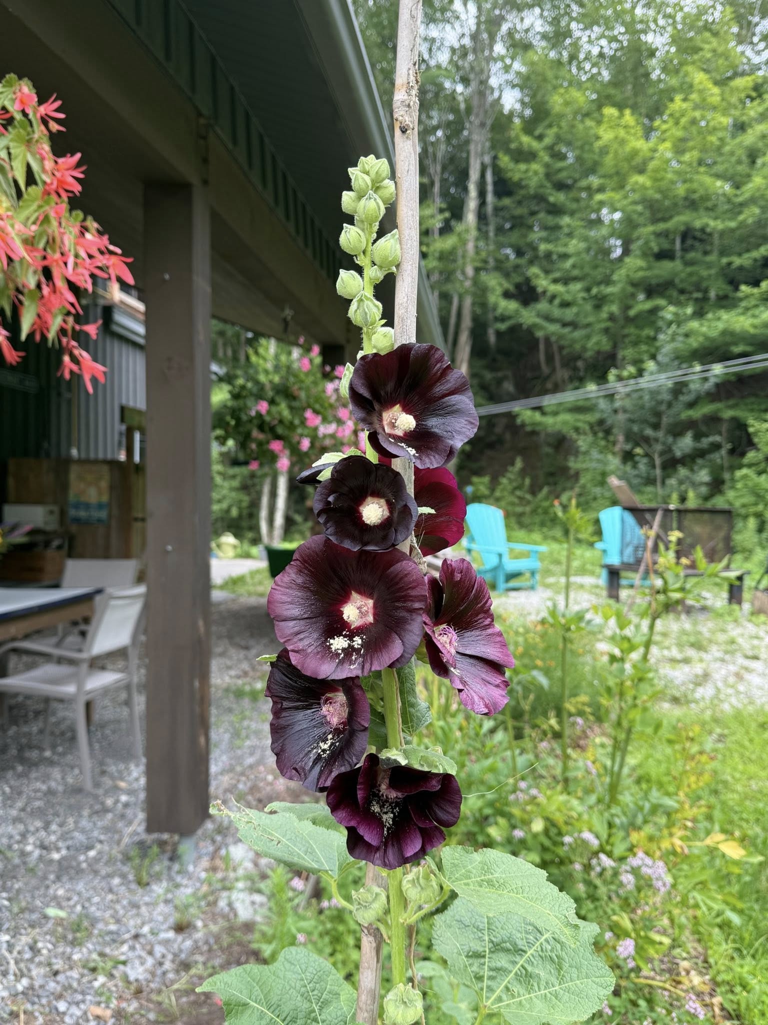 Fleur pourpre en gros plan devant un espace détente du gîte R112-Nord, avec chaises Adirondack bleues et végétation luxuriante.