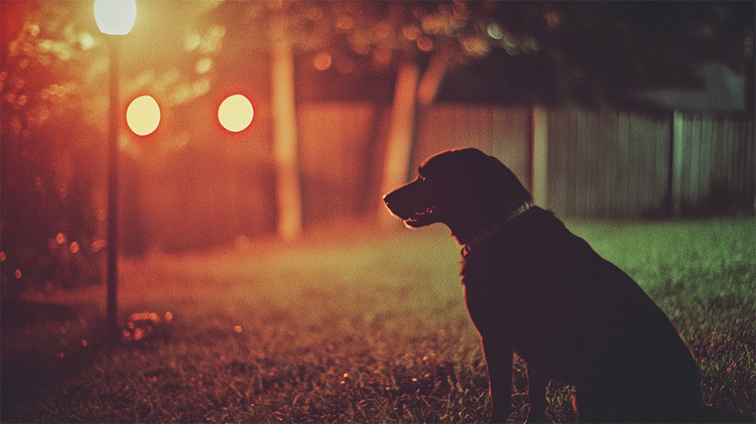 The Hidden Peril in Your Backyard: Lawn Feed Granules and Pet Safety