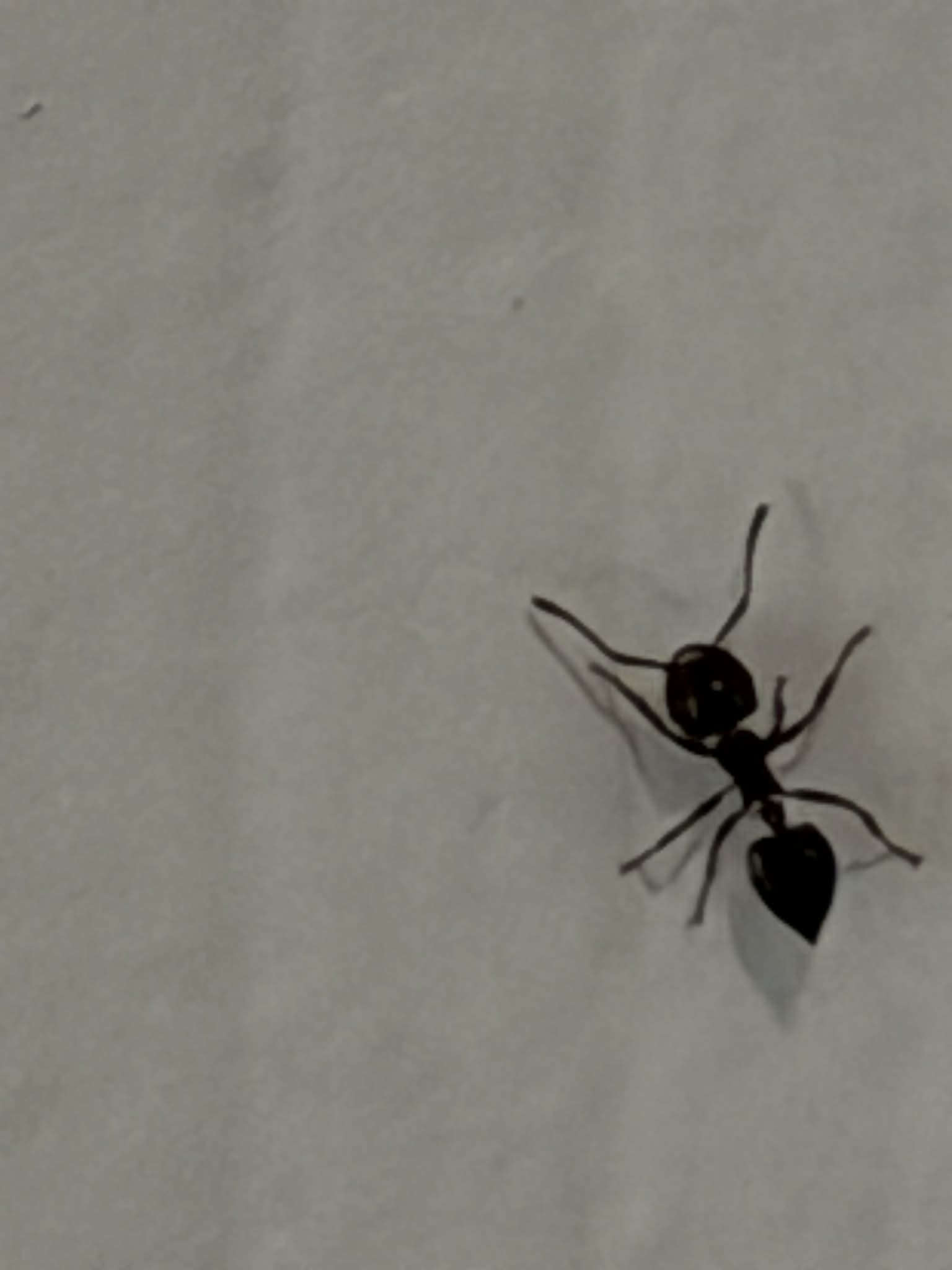 Ant Control Services in Kingsport TN