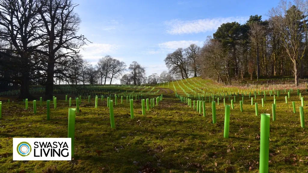 Benefits of Agroforestry