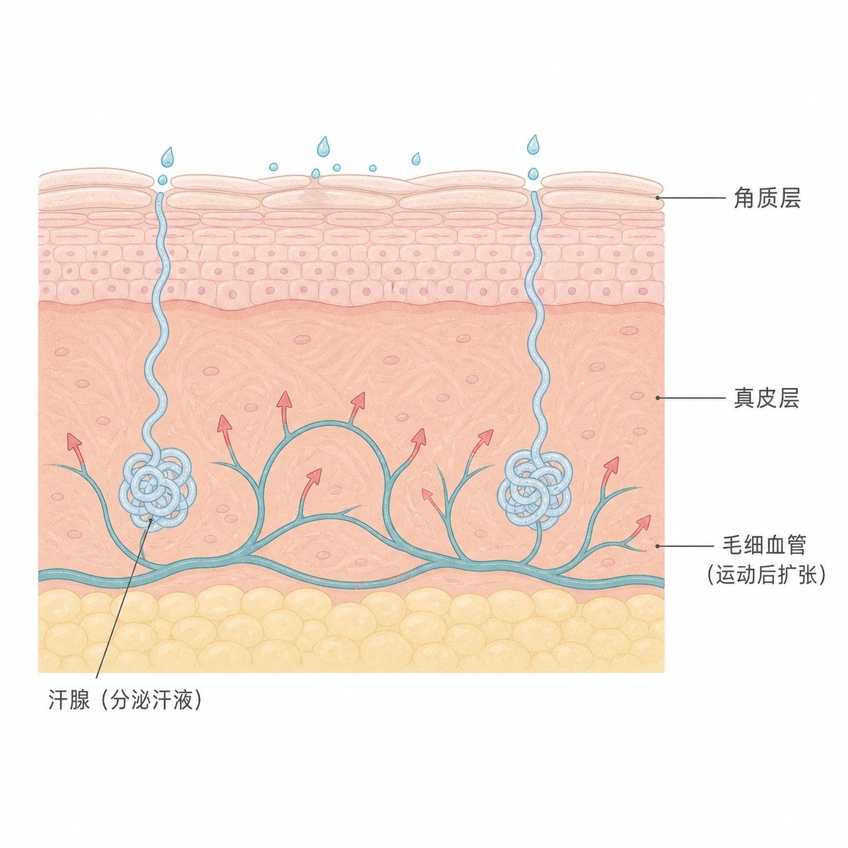 运动后皮肤横截面图，显示汗腺分泌与毛细血管扩张状态