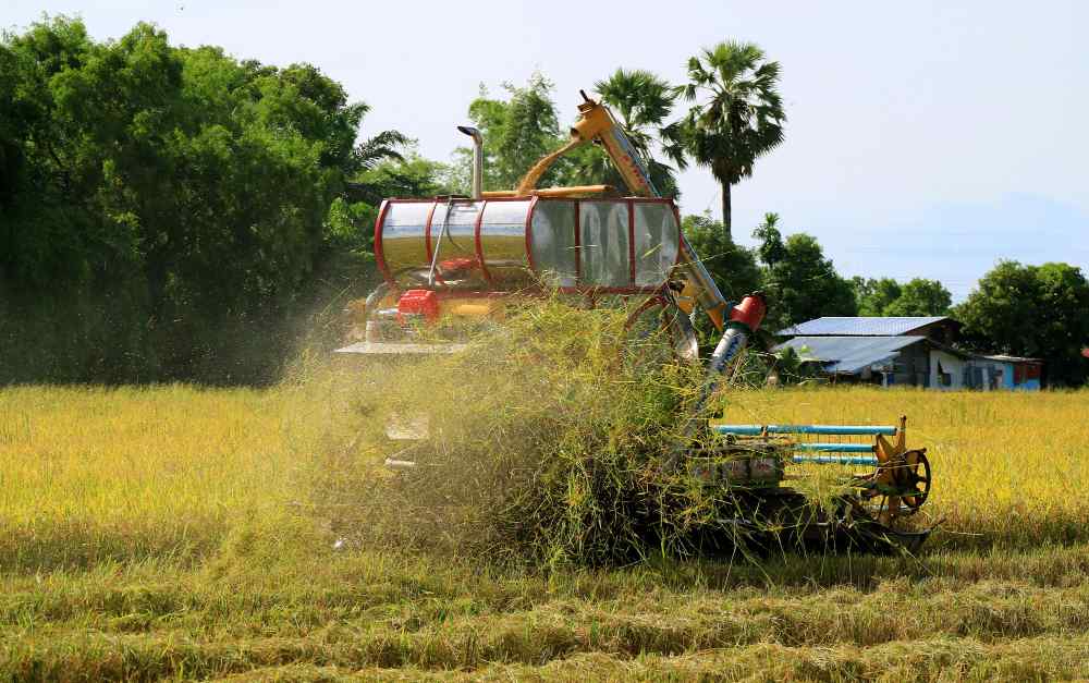 Process of Harvesting Kala Namak Rice