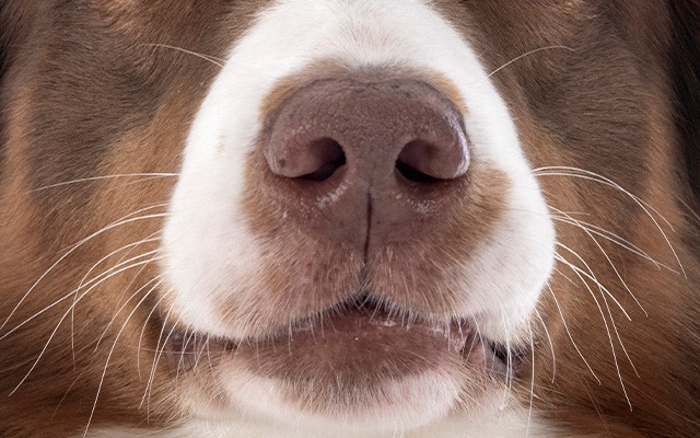 closeup of dog whiskers