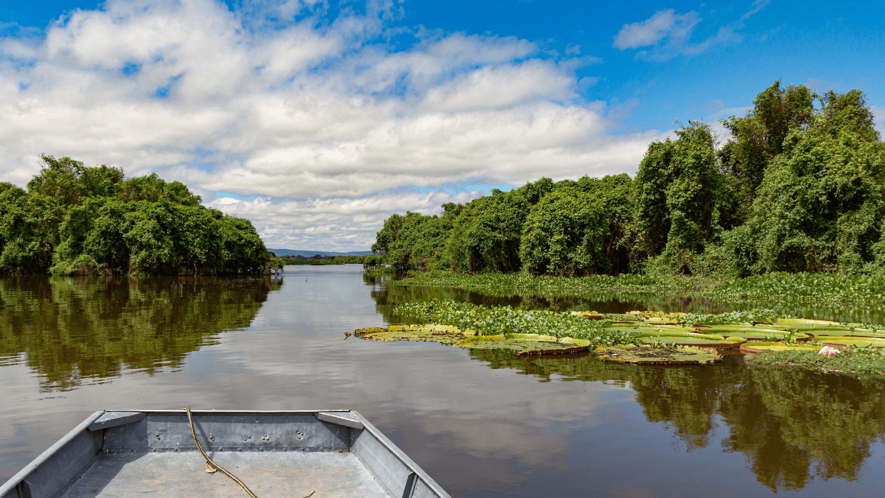 ootsfahrt durch einen Seitenarm des Rio Paraguai im Pantanal – dichte grüne Ufervegetation, schwimmende Riesenseerosen (Victoria amazonica) und spiegelndes Wasser unter teils bewölktem Himmel.