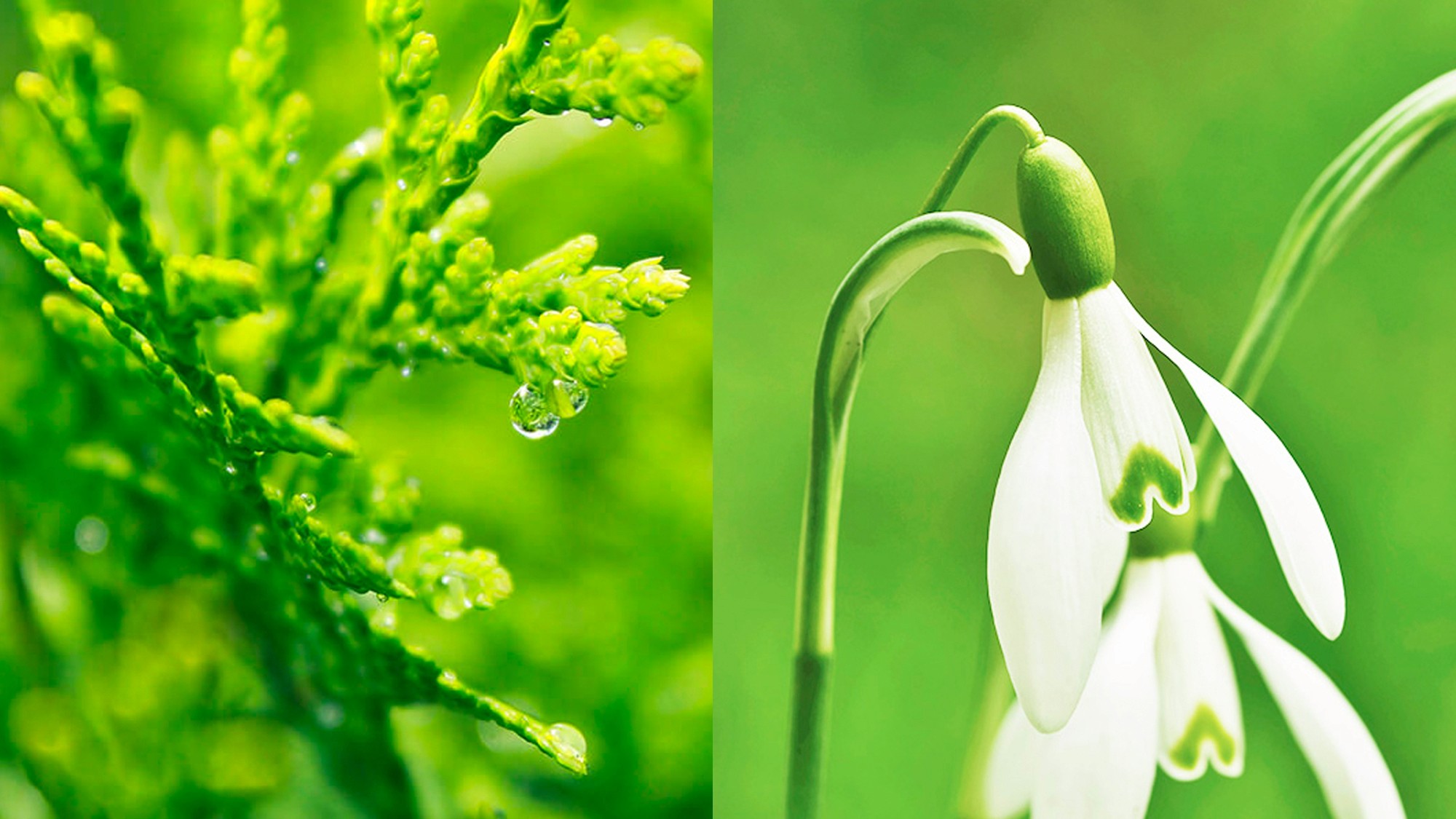 百年歷史李錦記蠔油庄