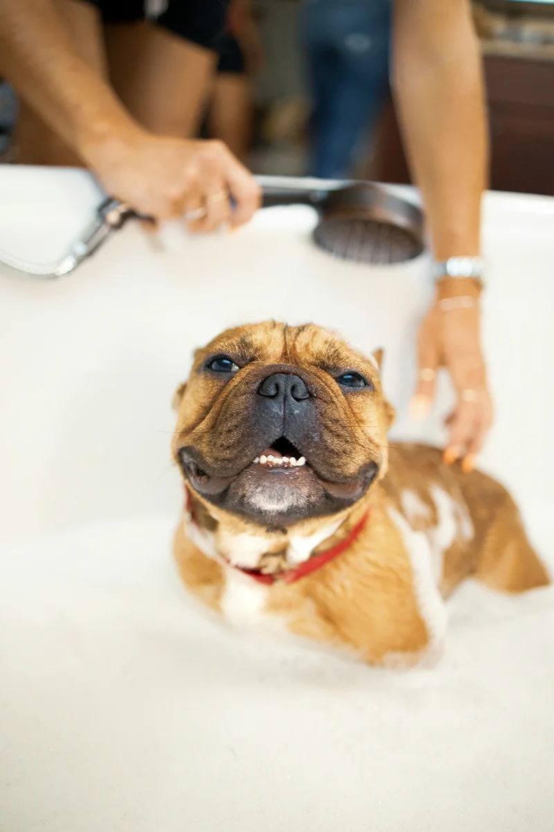 Bulldog being bathed in a grooming tub