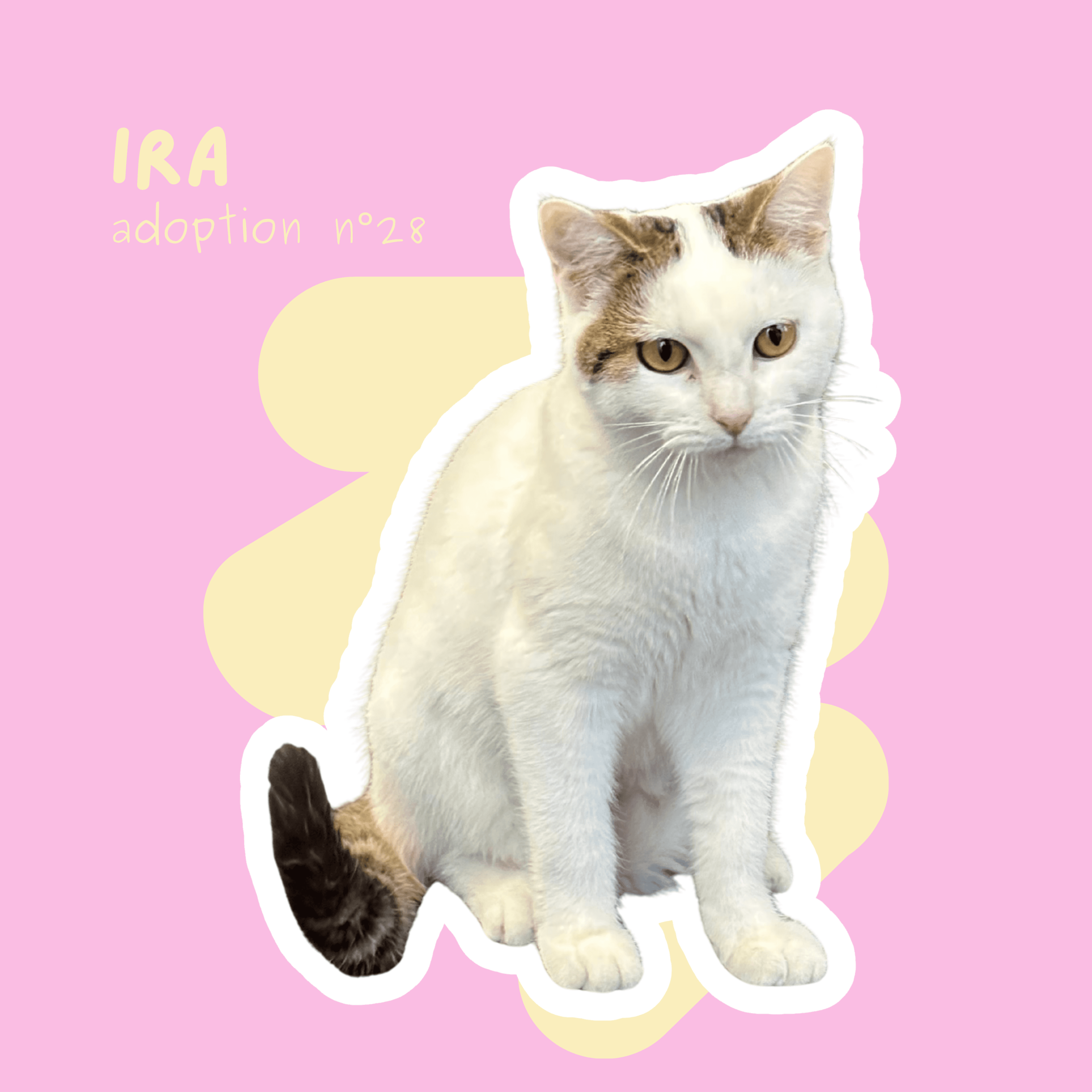 chat-ira