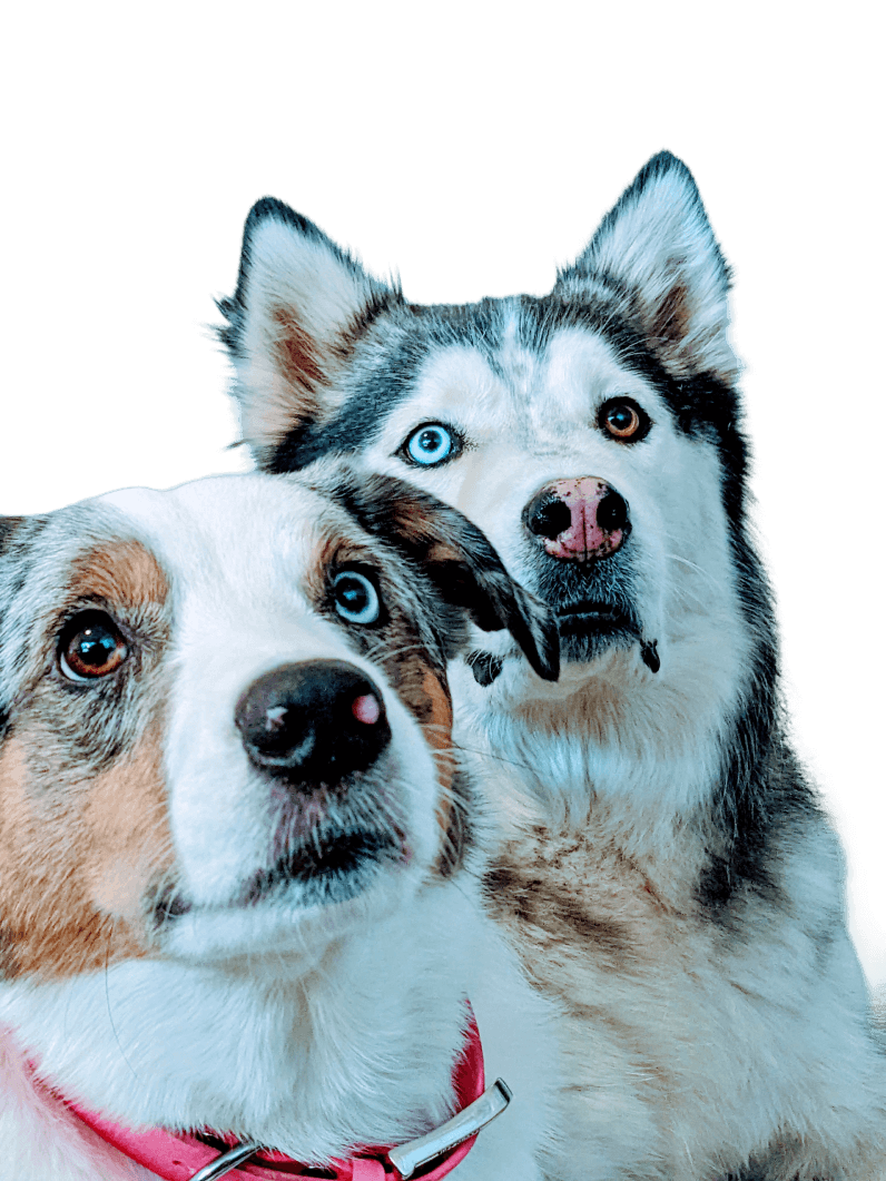 Two dogs, one australian shepard and one husky both with heterocromia together facing the camera
