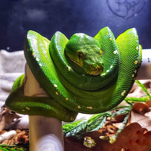 تذاكر دخول سفاري فرانكلين للقيادة: تذاكر الدخول في فرانكلين