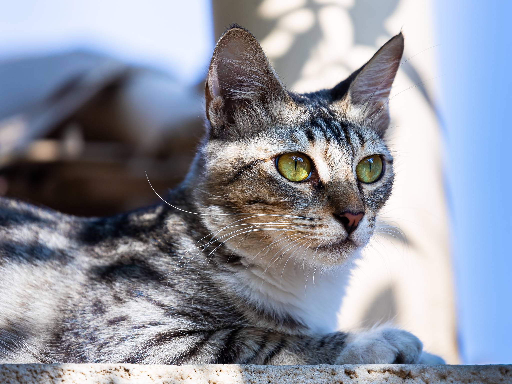 Arabian Mau Diet and Nutrition