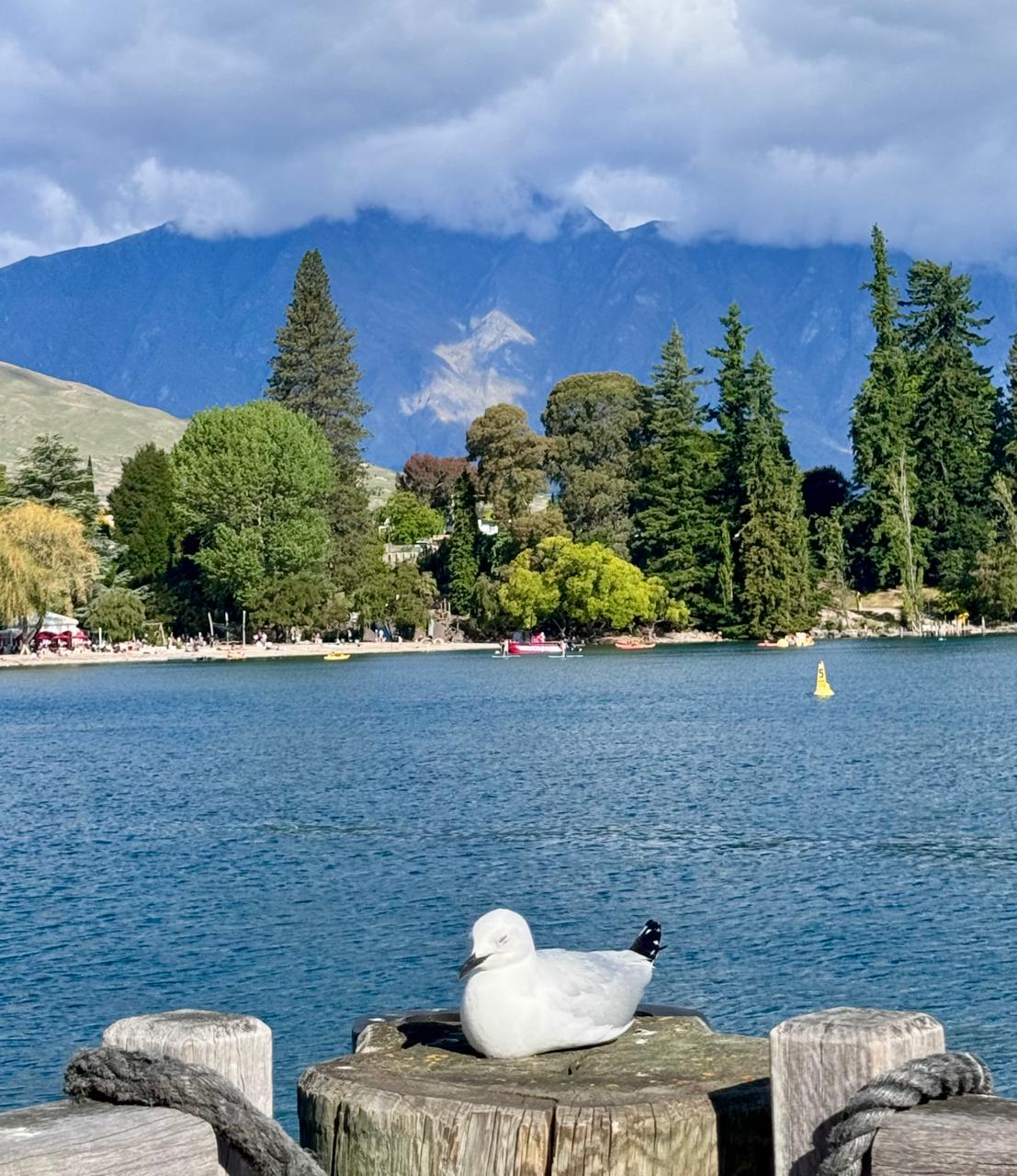 The Black-billed Gull in Queenstown by Lake Wakatipu against a stunning backdrop of mountains and floating clouds