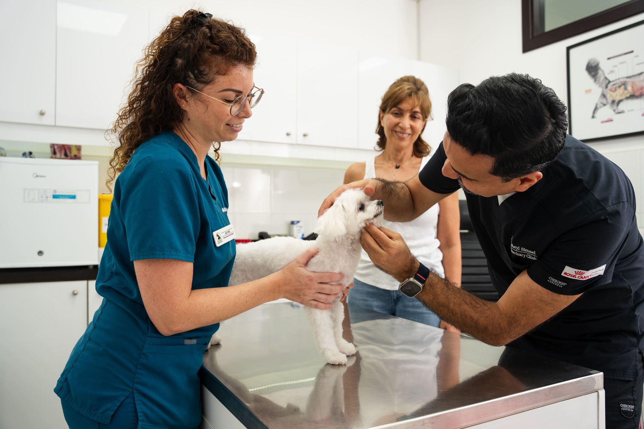 A veterinarian in a black shirt is checking a white dog's body for signs of cancer. Another vet is holding the dog gently while the pet owner is nearby watching.