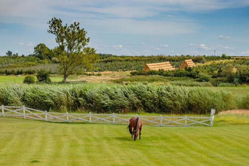  a horse grazing on the lawn
