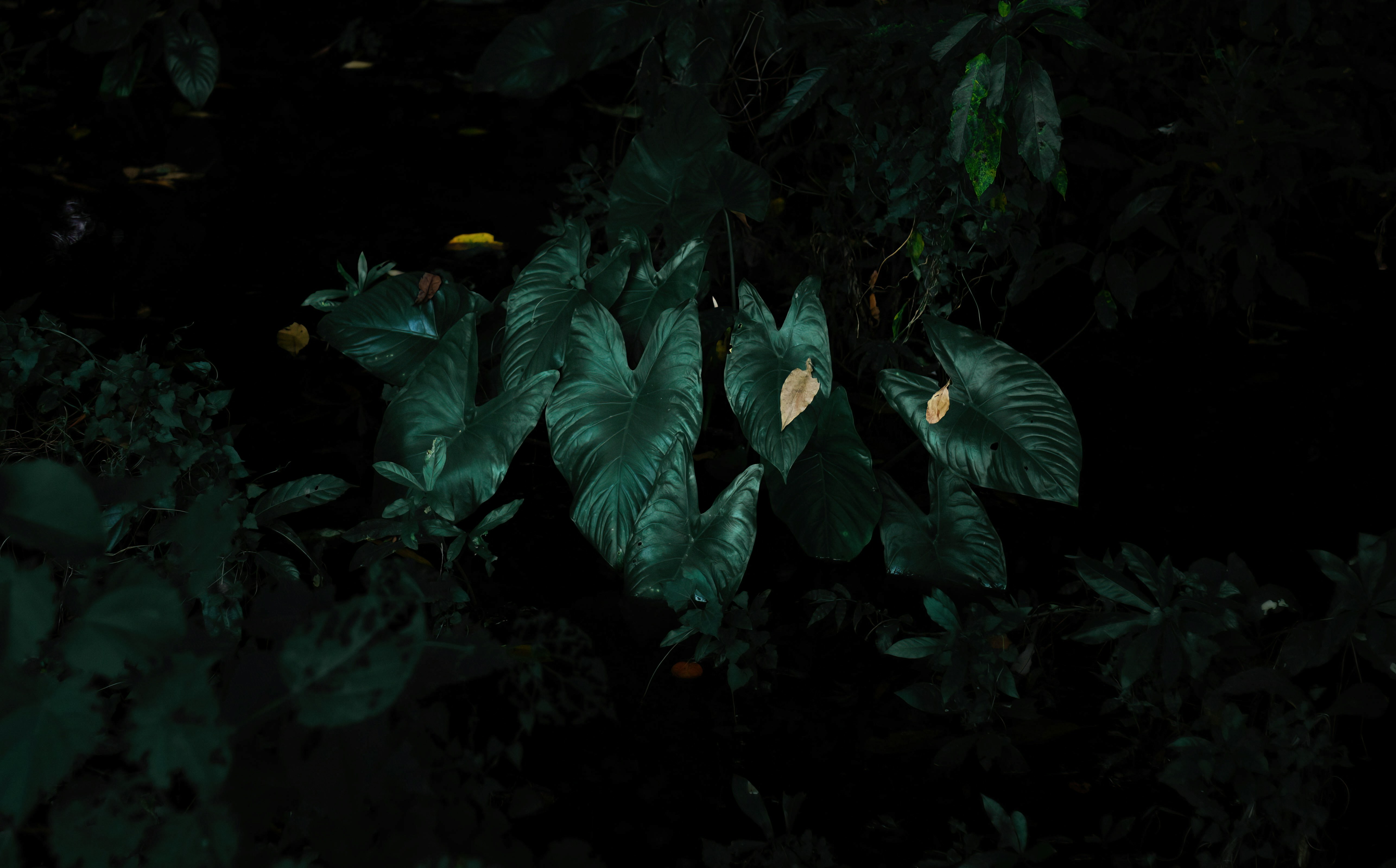 a group of green leaves in the dark