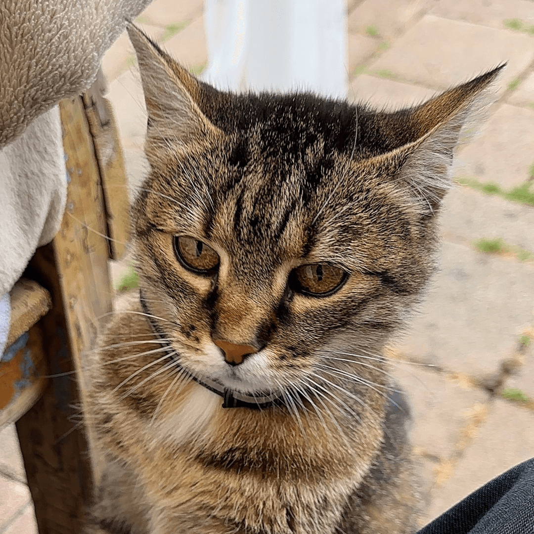 Cica, a tabby cat at Copyfolio, the ultimate drama queen keeping everyone entertained.