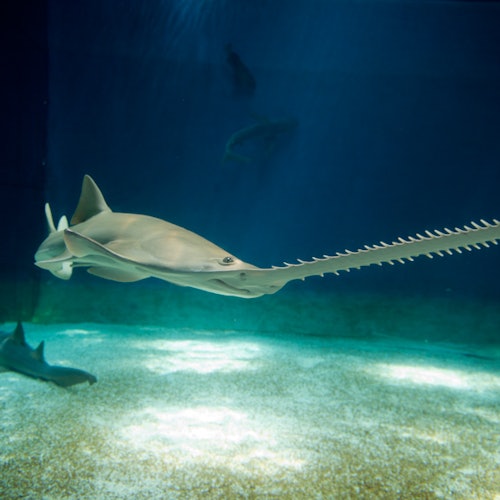 ノコギリエイが大型の水槽で泳いでいます。その特長的なノコギリ状の長い鼻が見えます。背景には他の魚も見られます。