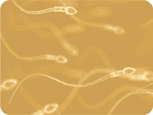 Sperm swimming, magnified by a miscroscope