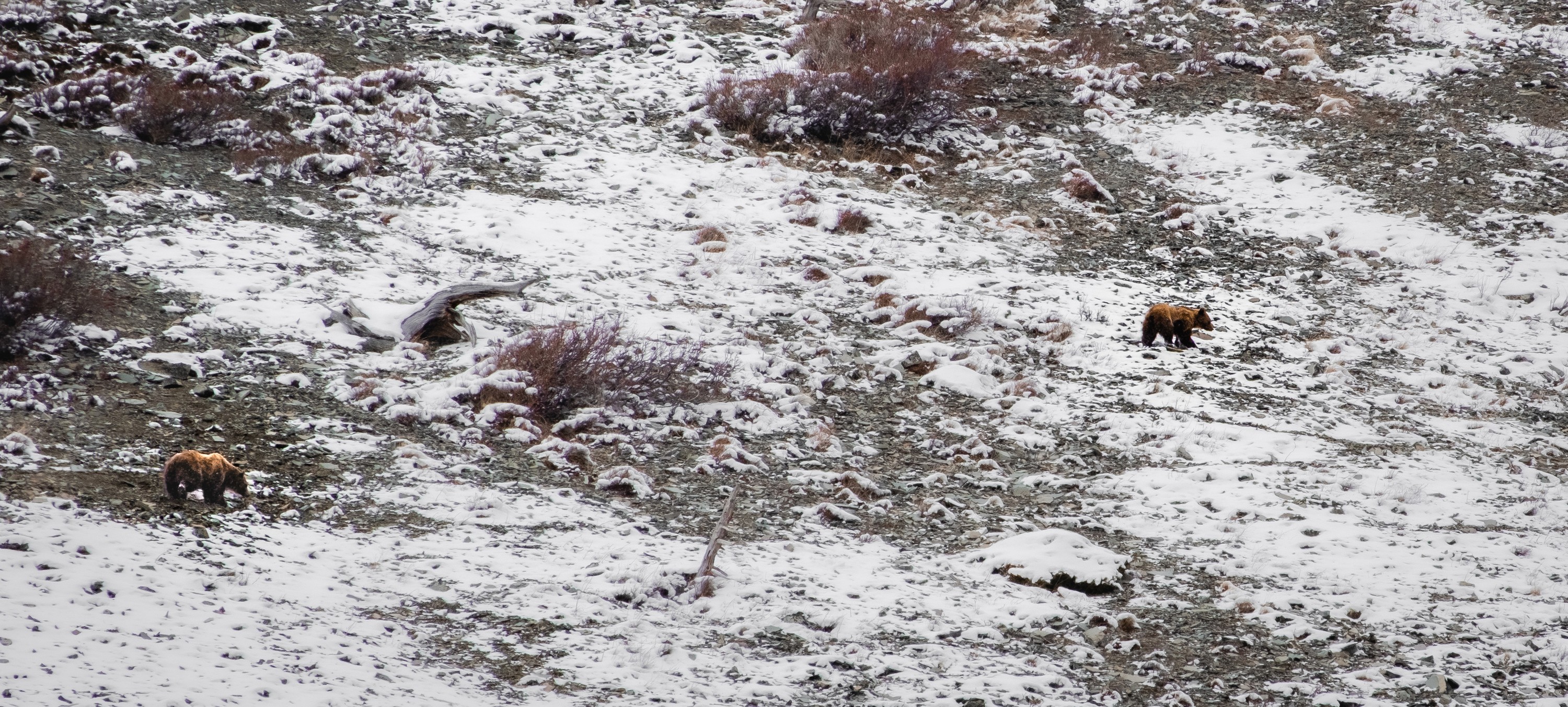 Across the Snowfield