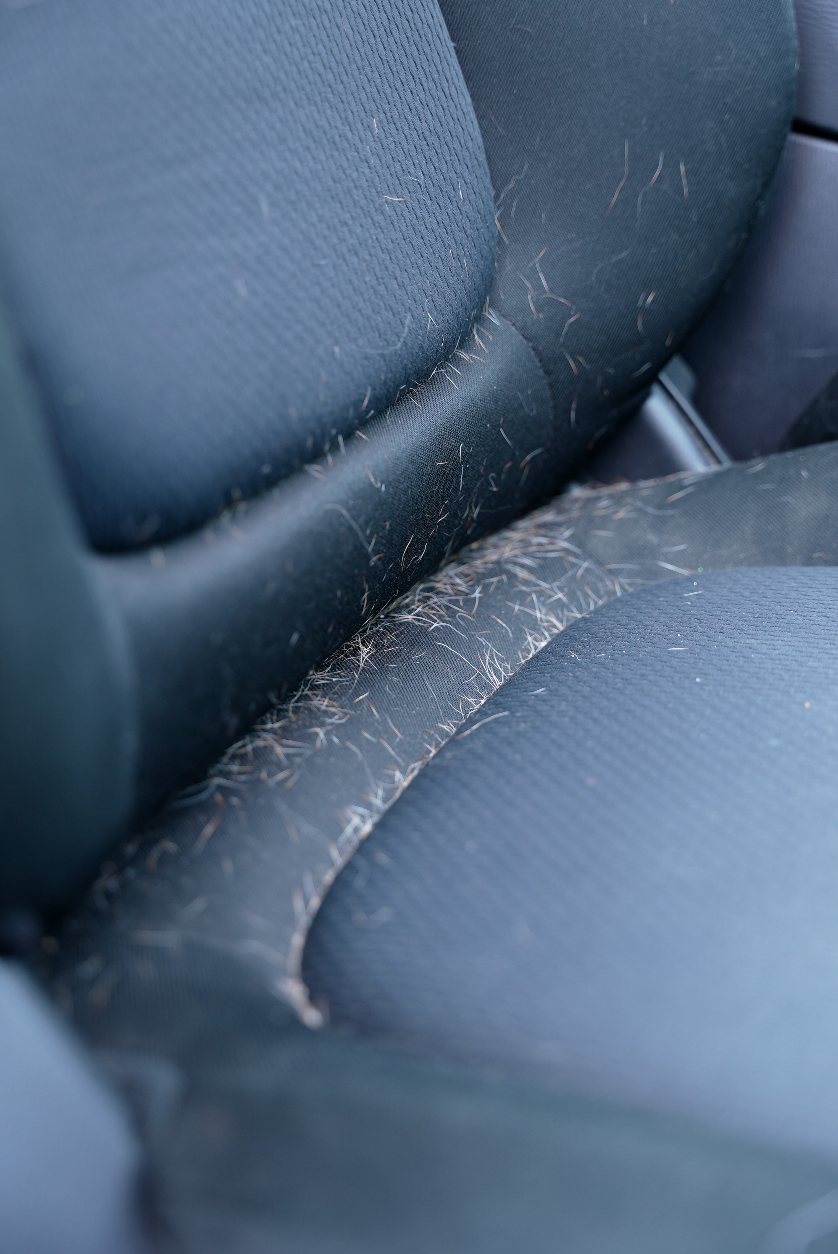 Complete fur free pet hair removal results Toronto"