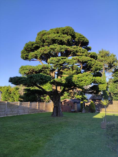elagage morbihan