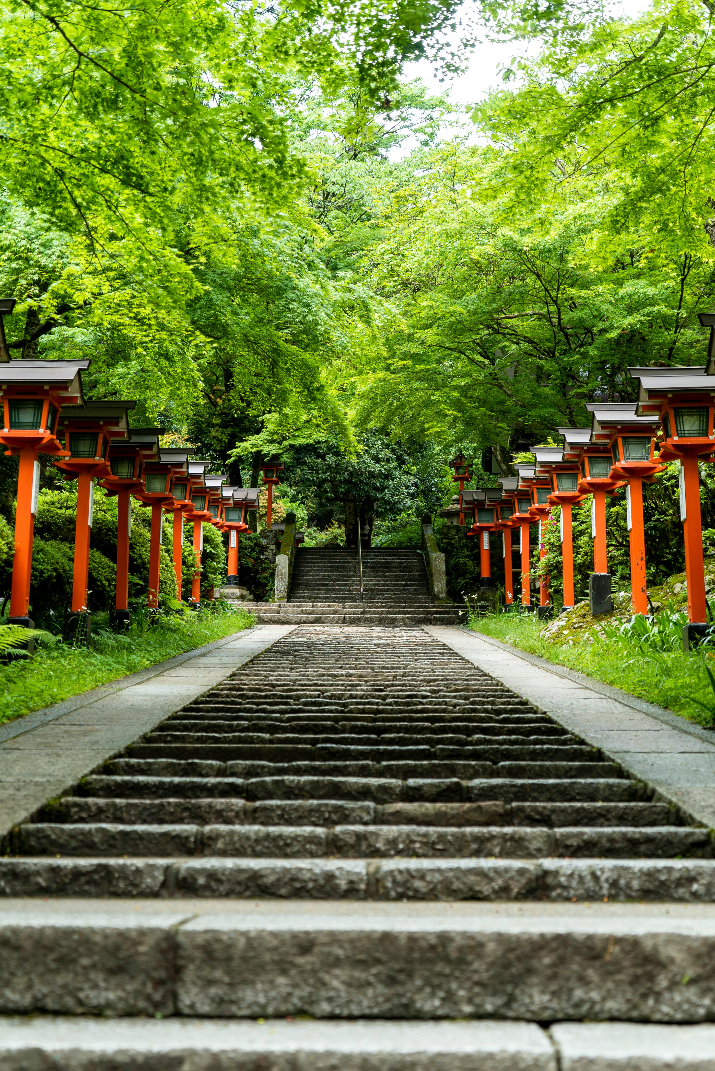 brown wooden pathway between green trees