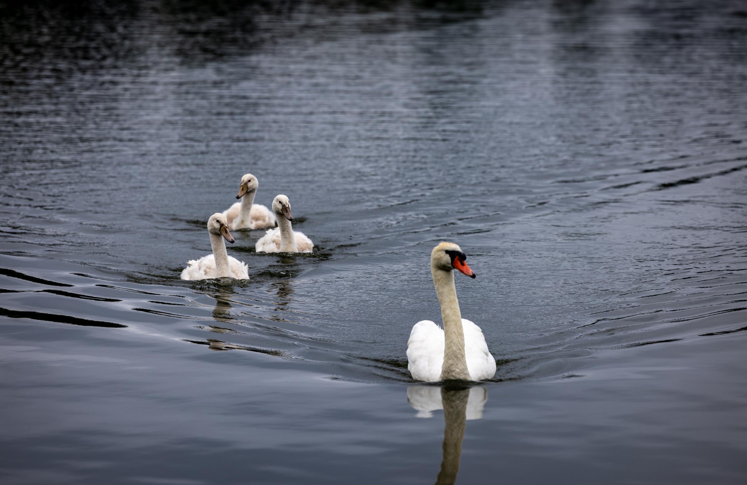 Lake Junaluska Swan Fam 02