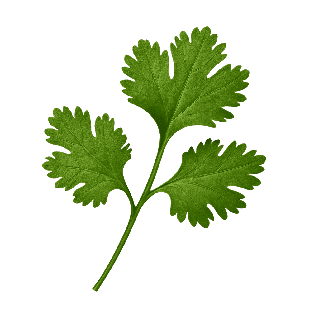 Vector