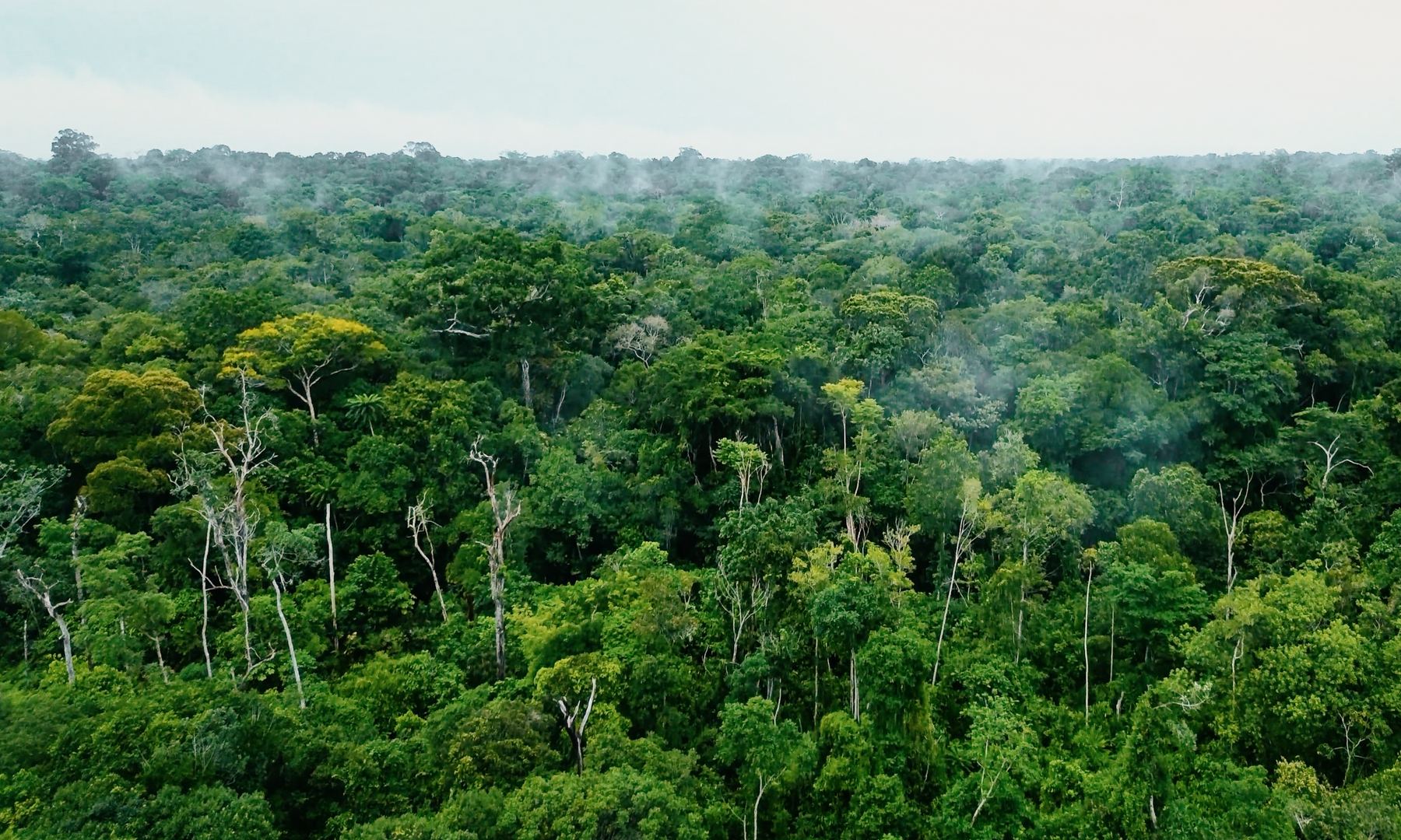 Dense forest protected through a carbon-avoidance project