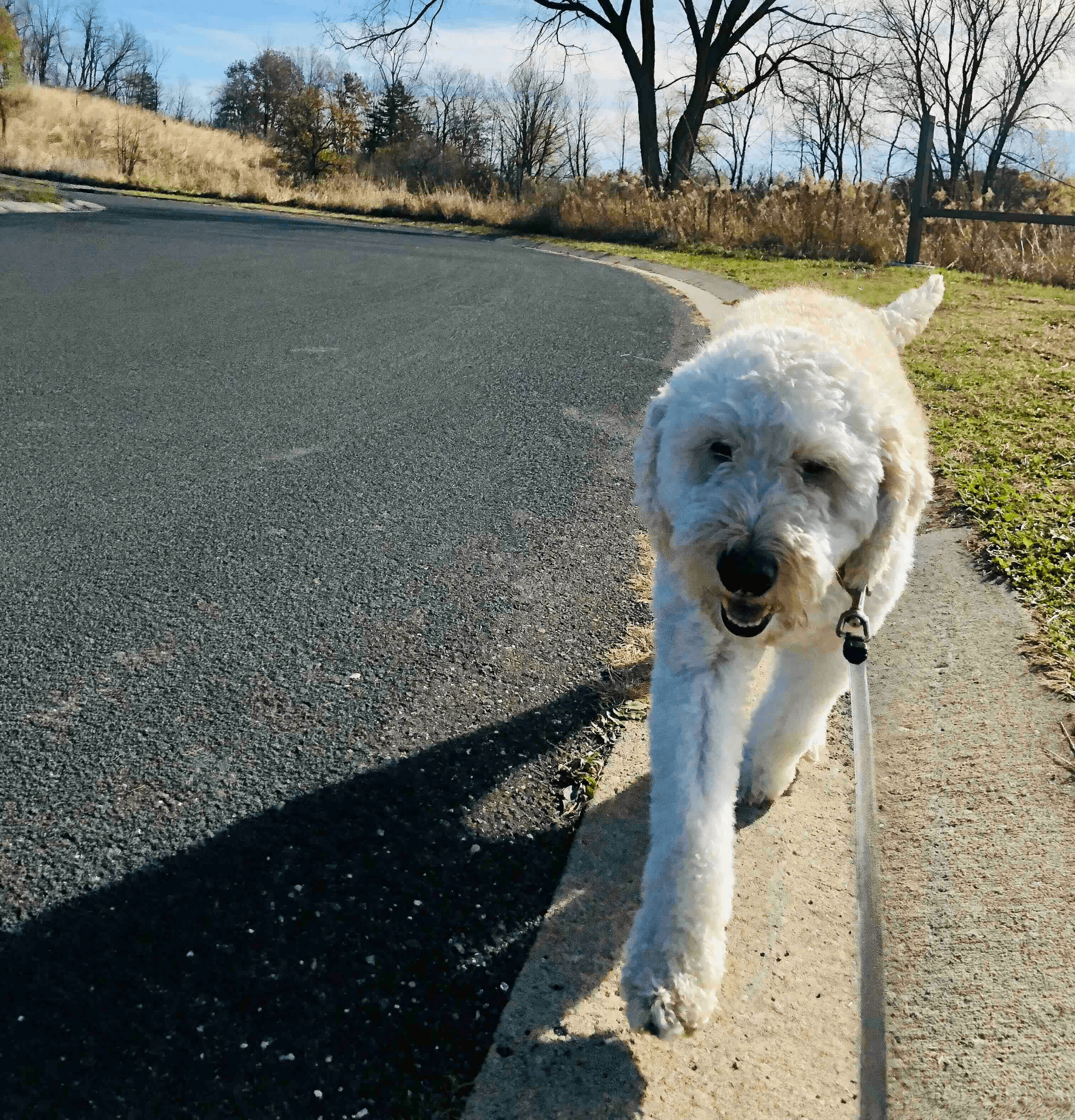 dog walking in shoreview