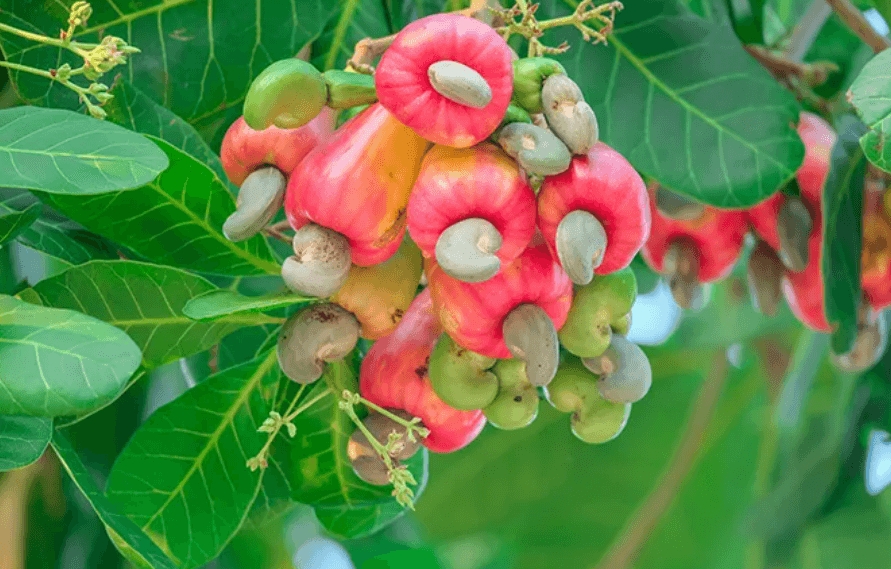 a bunch of orange and yellow flowers in a garden