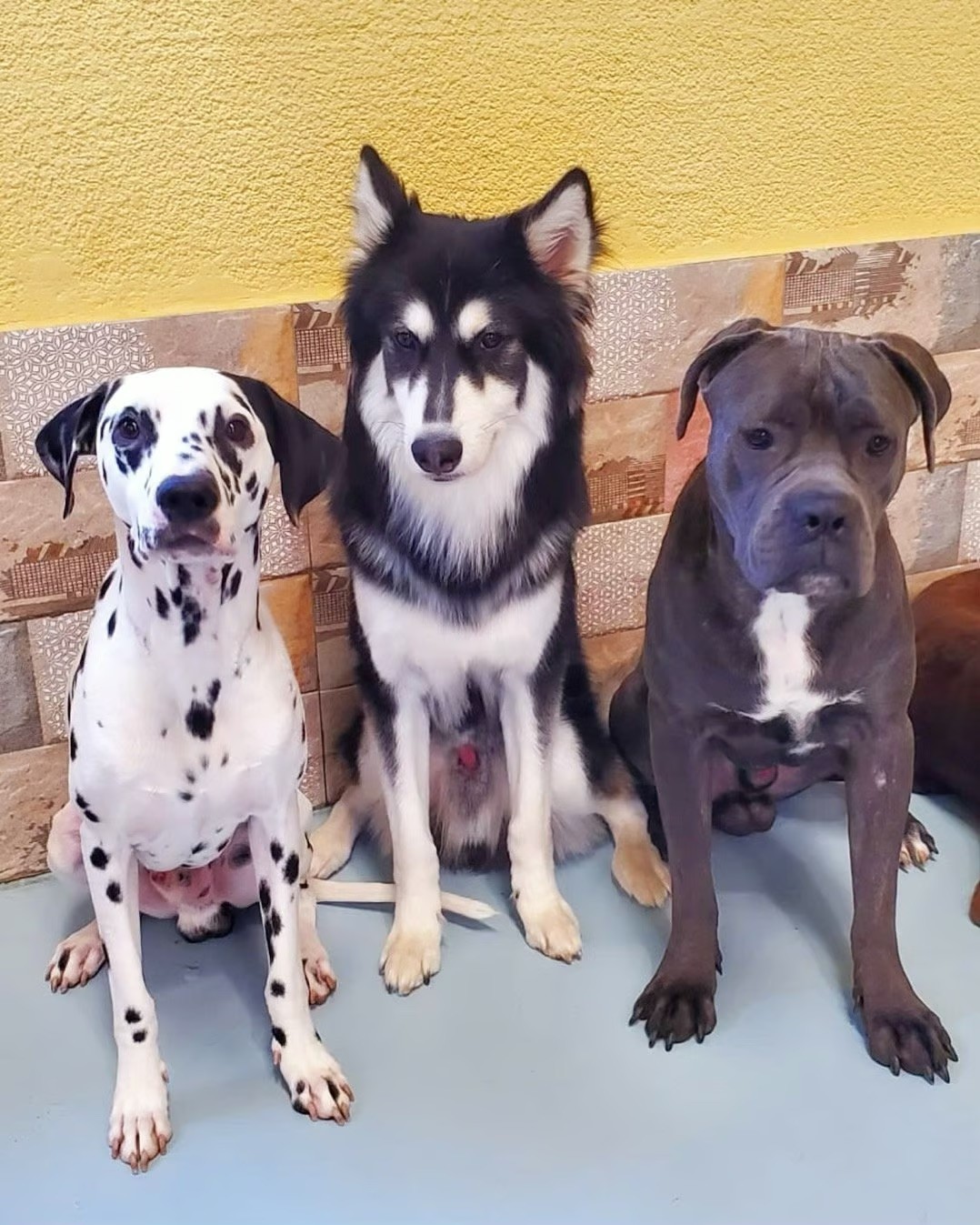 dog boarding facility in dubai