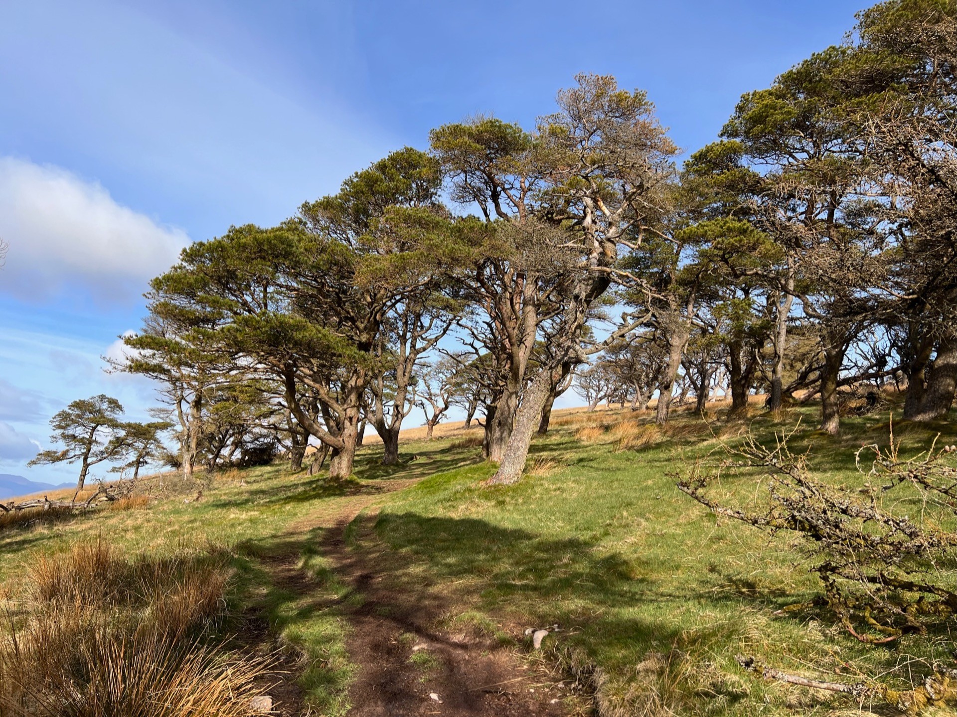 A small group of trees found halfway up the fell.