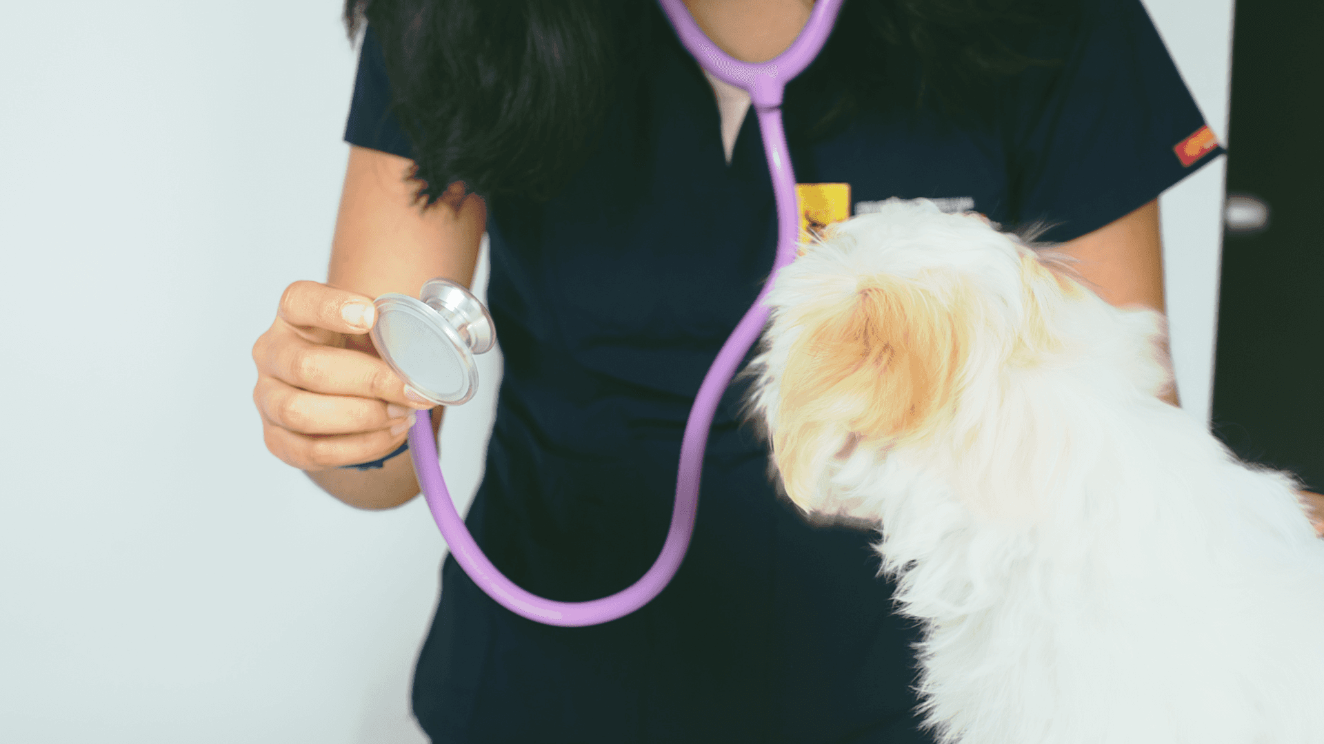 7 Ways to Run a More Efficient Vet Clinic
