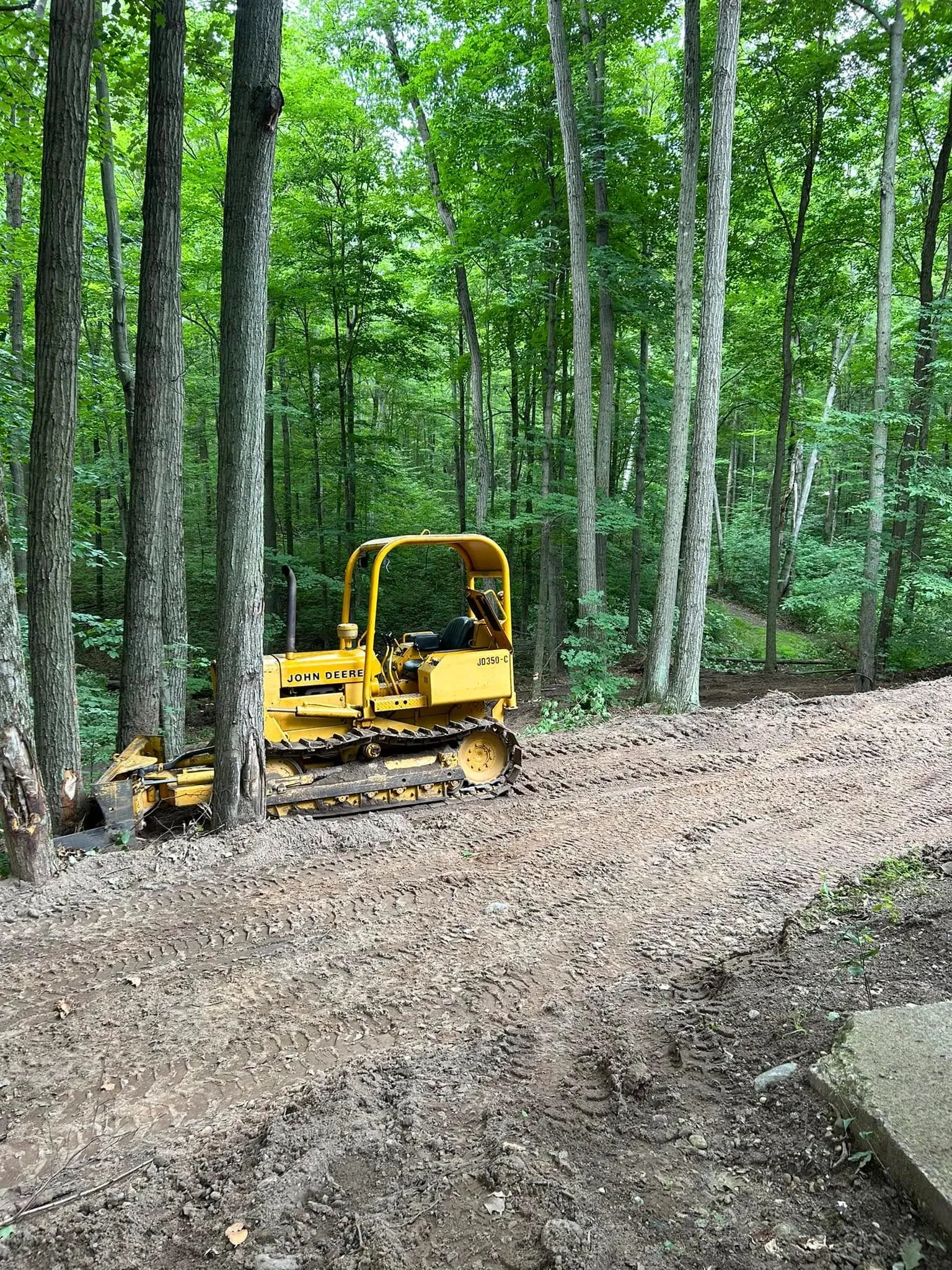 green leaves on white and blue floor tiles