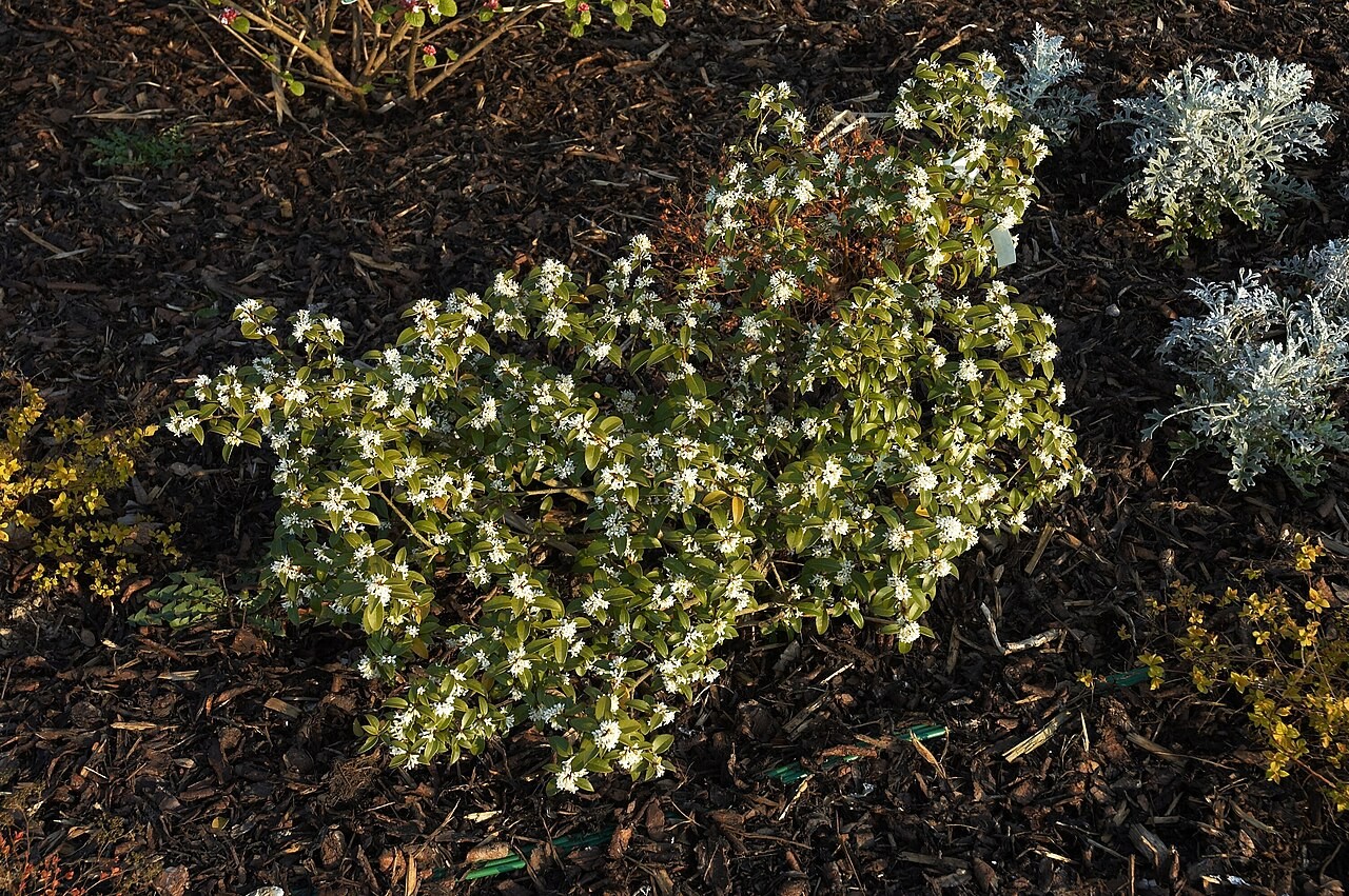 Jeune osmanthe de Burkwood en fleurs. Osmanthus × burkwoodii.