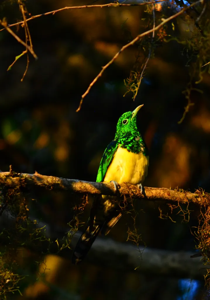 Emerald Cuckoo