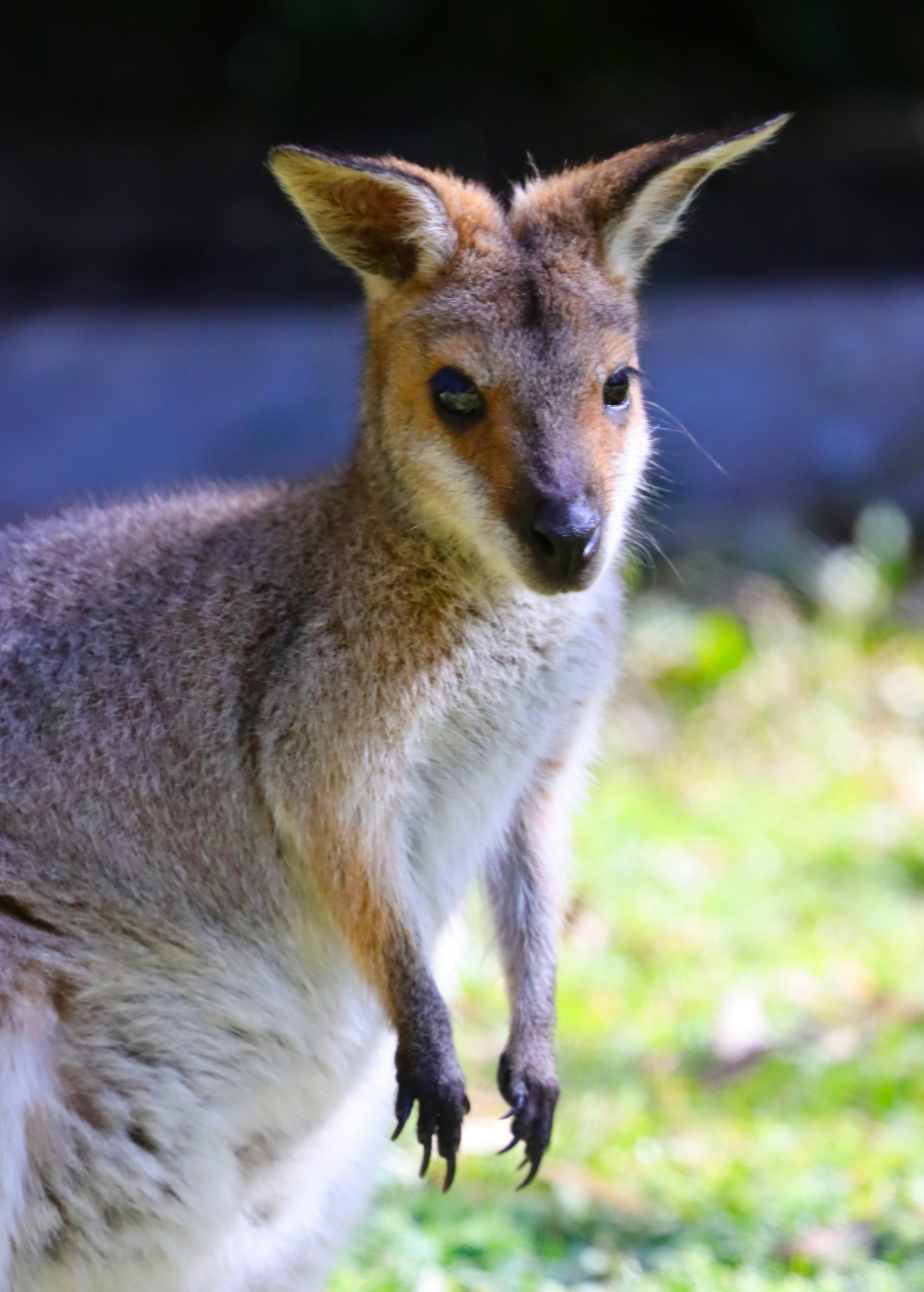 a fox walking on grass