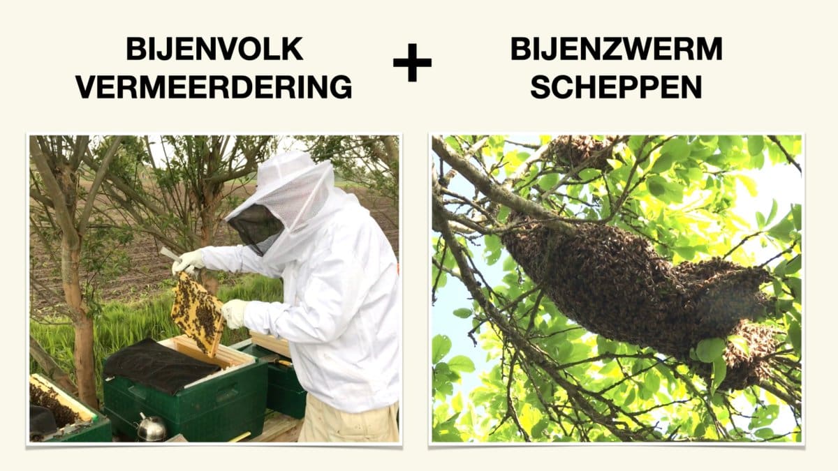 Bonus cursus Bijenzwerm scheppen en verzorgen