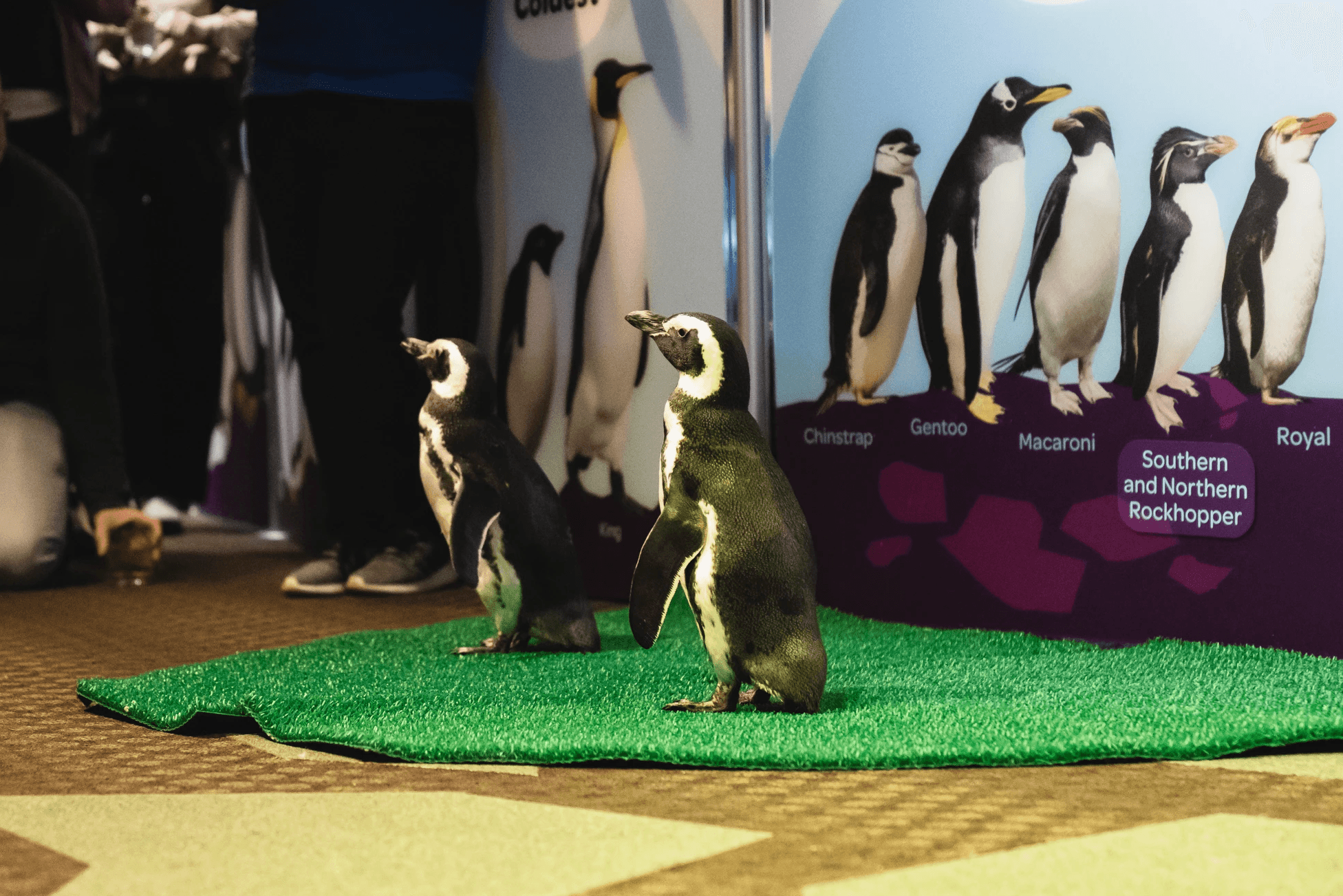 Live penguin encounter during Tether Supervision’s RSNA 2025 Shedd Aquarium event, featuring a special behind-the-scenes experience for radiologists, technologists, and imaging leaders.