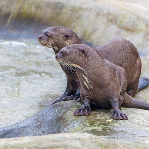 鸚鵡世界：克雷西拉沙佩勒的一日票