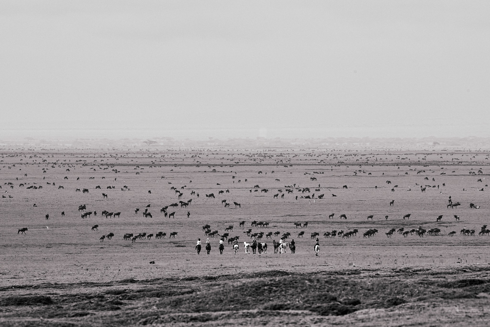 Grupp av ryttare på ridresa i Afrika galopperar över Serengetis vidsträckta slätter medan damm och gnuhjordar rör sig över horisonten under the great migration.