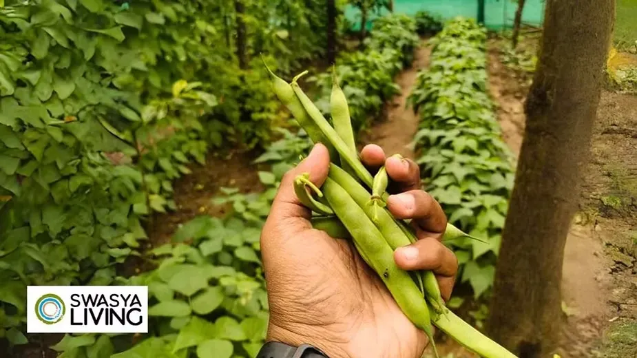 Organic Farming.webp