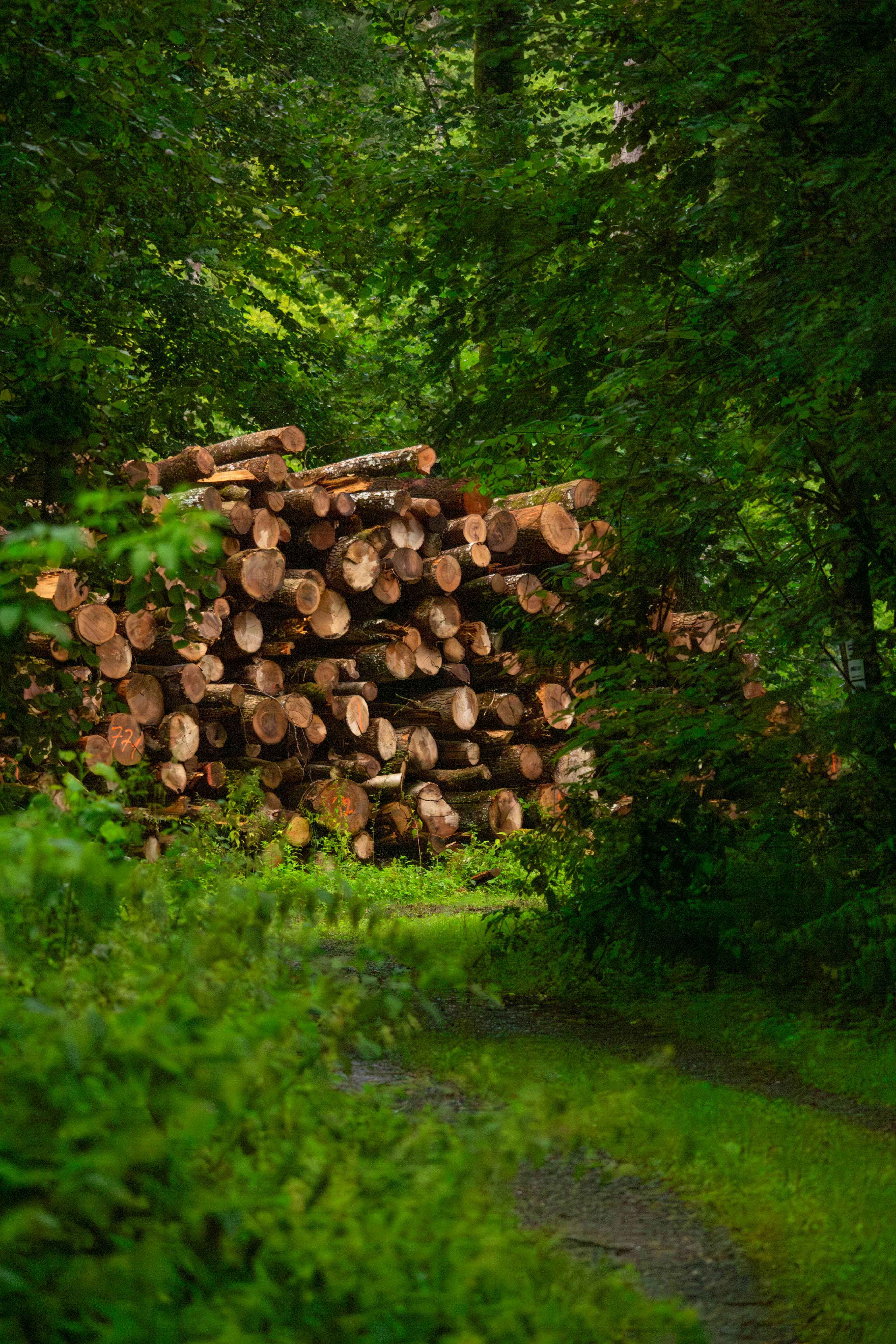 Pile of logs on a forest path
