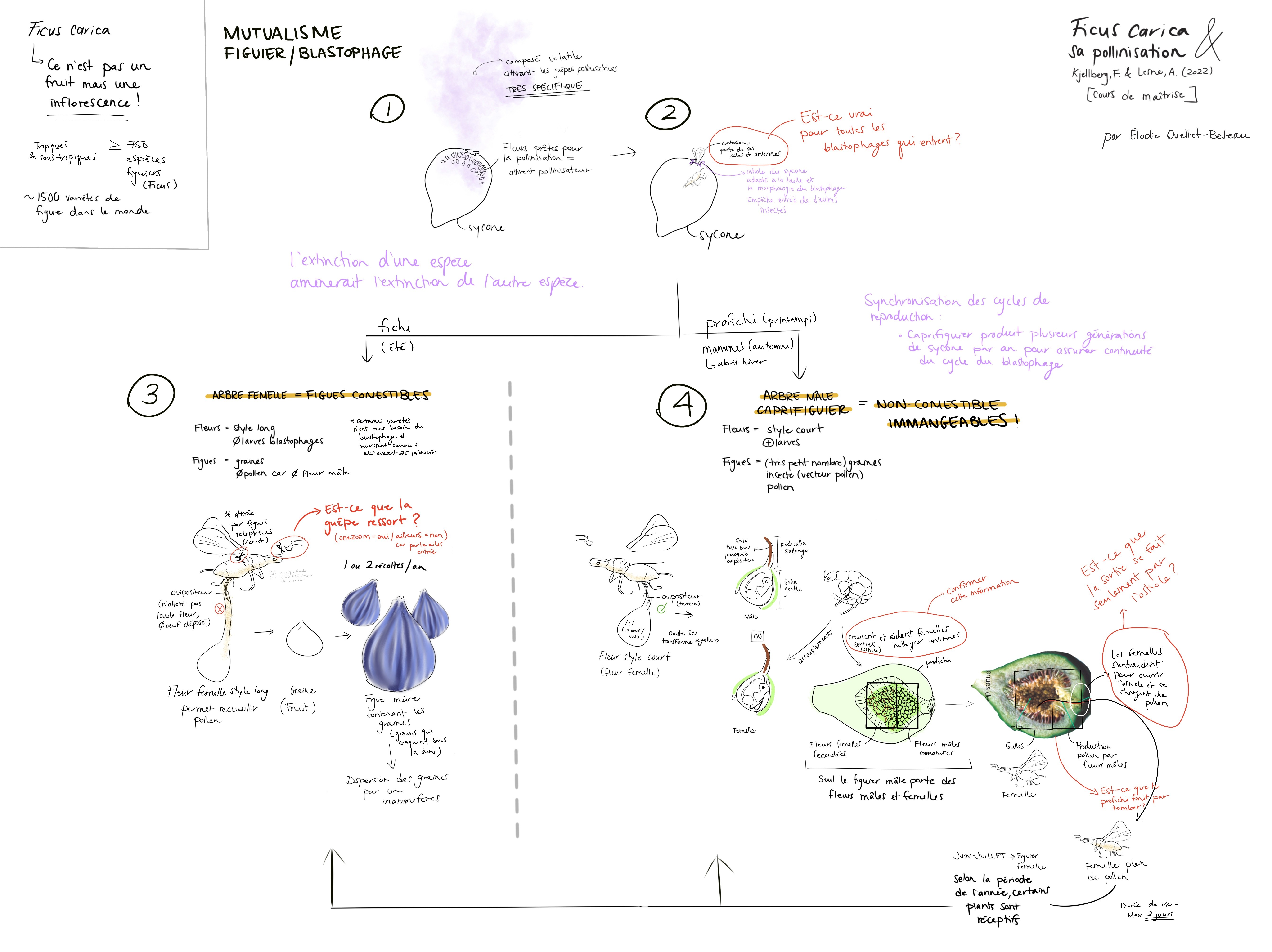 Visualisation d'information présentant la relation d'interdépendance entre le ficus carica et le blastophage