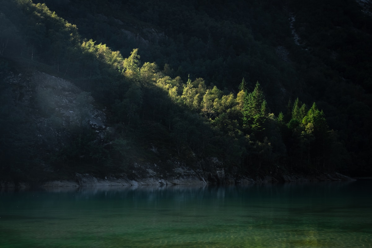 A quiet body of water surrounded by forest.