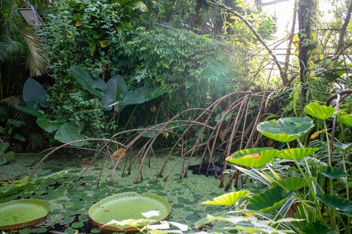 A lush garden scene featuring large green leaves, tall plants, and a hint of sunlight filtering through the foliage.