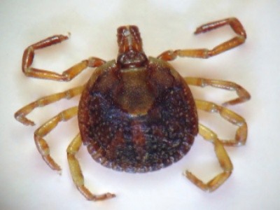 Carrapato-estrela (Amblyomma sculptum)